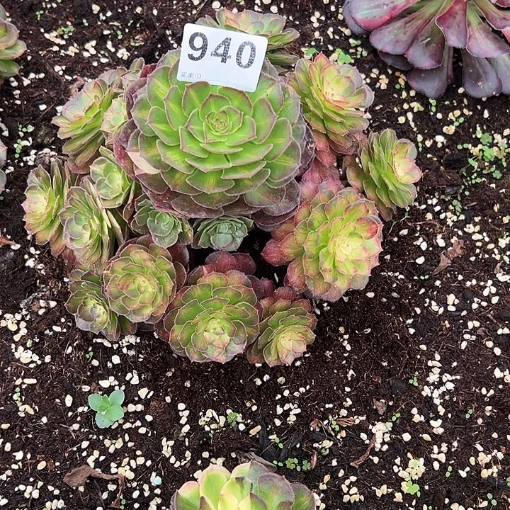 倾***落精品多肉植物940寄养