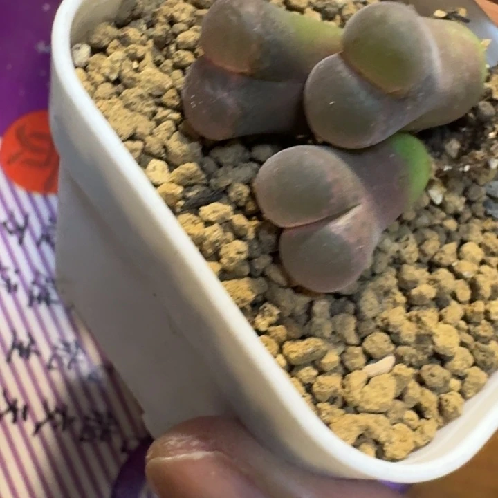 是****多肉..................