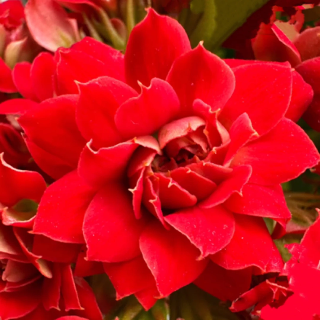 （红烛）110盆一代种苗长寿   稀有大花品种