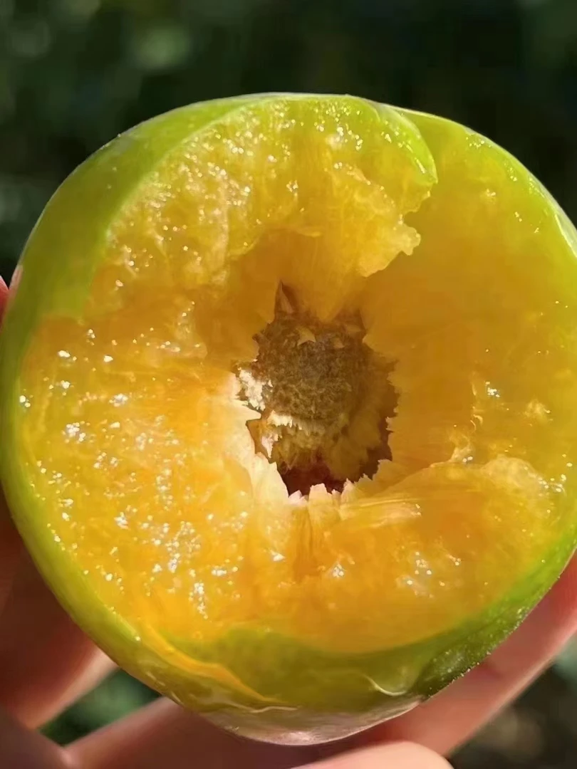 巫山曲池脆李新鲜应季水果脆甜多汁核小肉厚产地直发