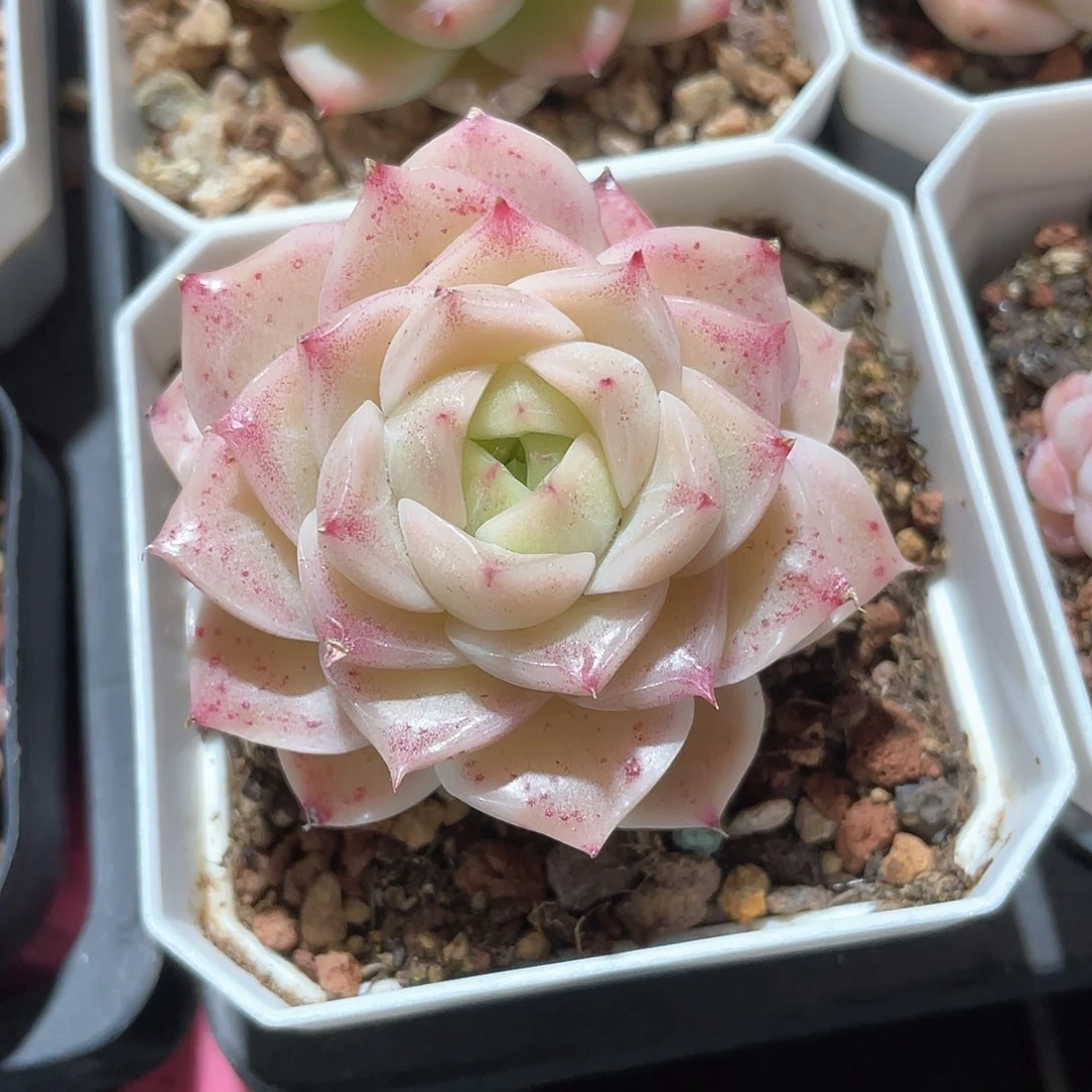 -*7优选麦秆福利867