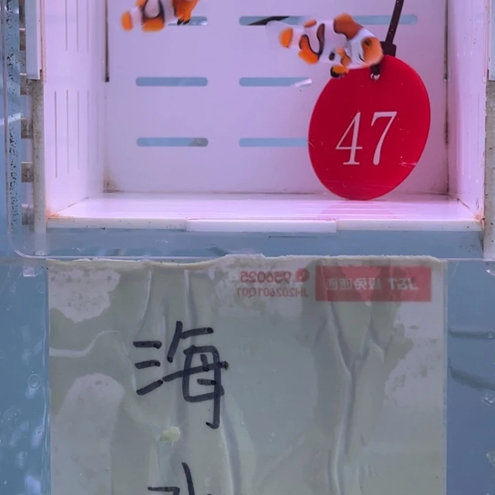 热带海域公2-5毕加索2条2-3小丑鱼