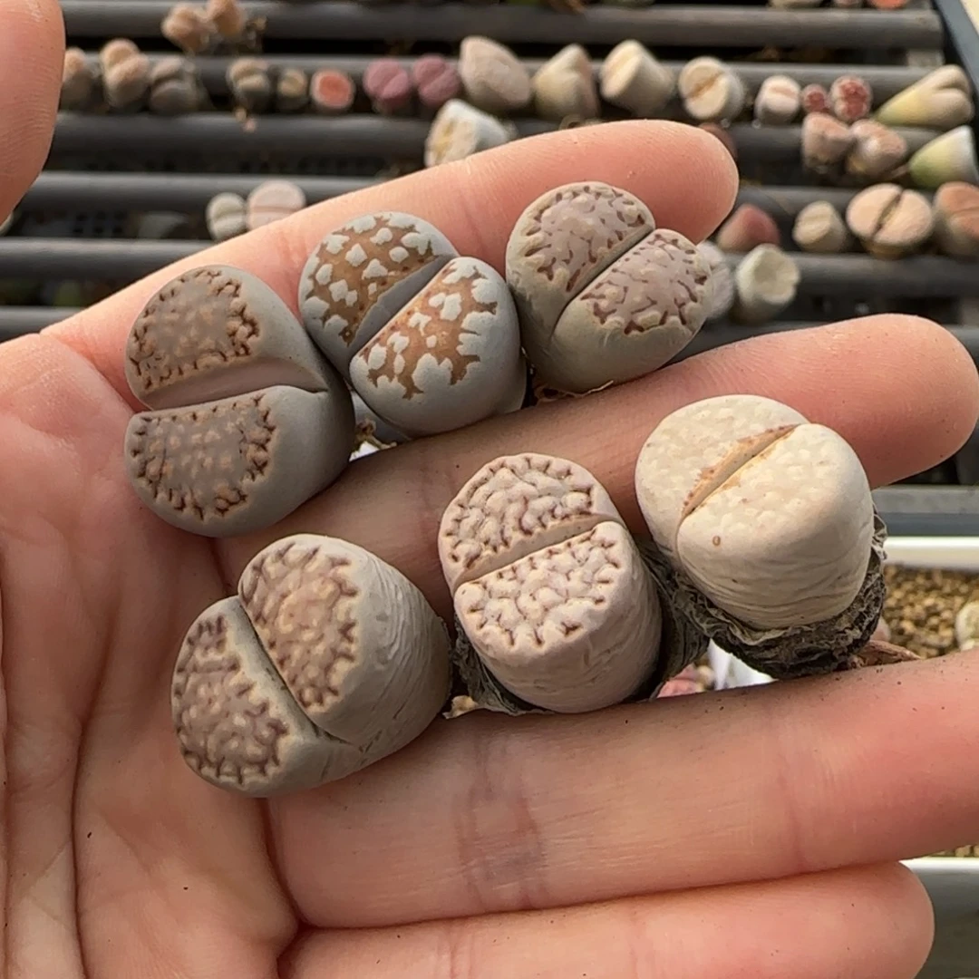 11.20。 萌肉一抓子清货不售后不退款。8016