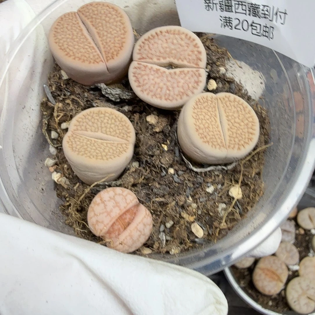 我就去看看这场直播我635你
