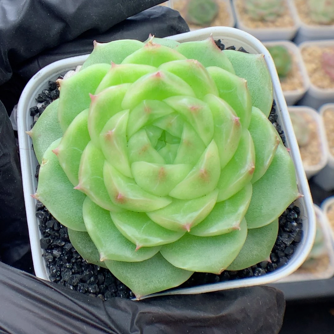 58包邮  群生不包整麦秆11