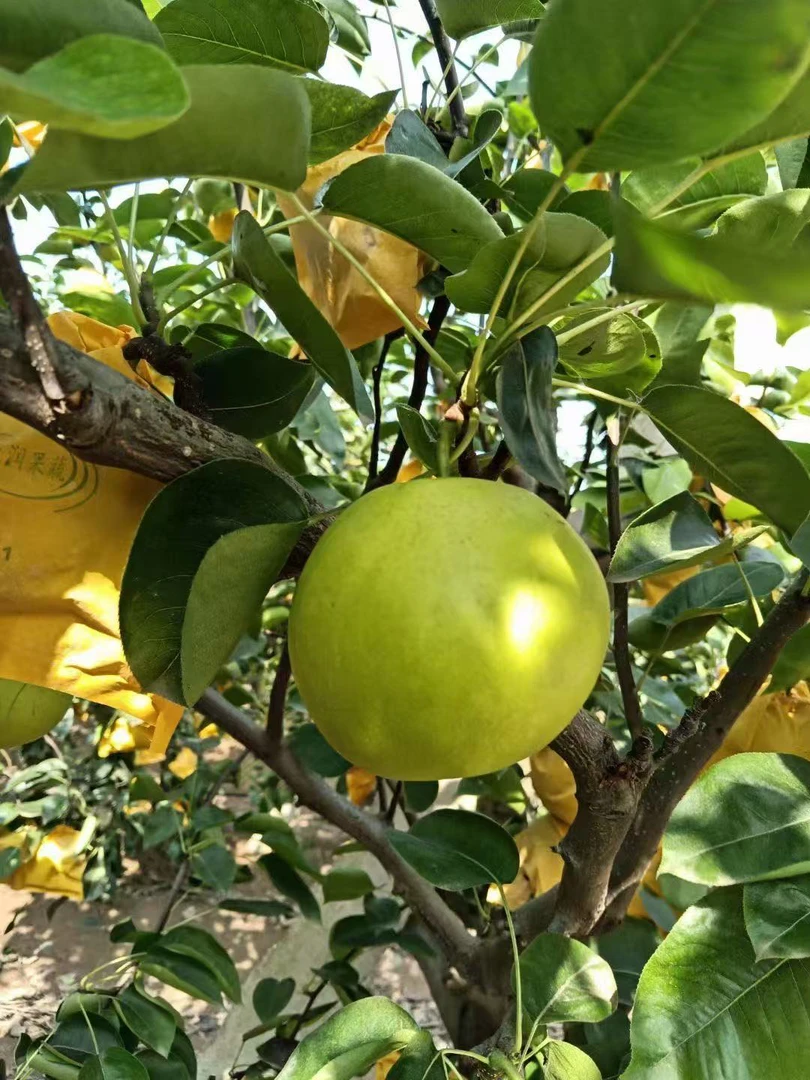 百里洲沙梨新鲜翠冠翠玉梨产地直发脆甜多汁夏季水果
