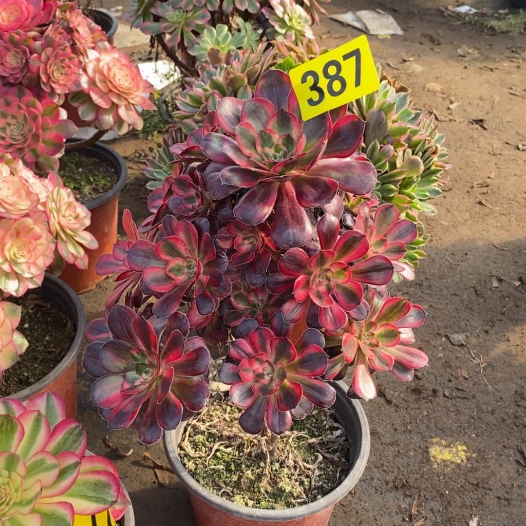 香奈多肉法师387