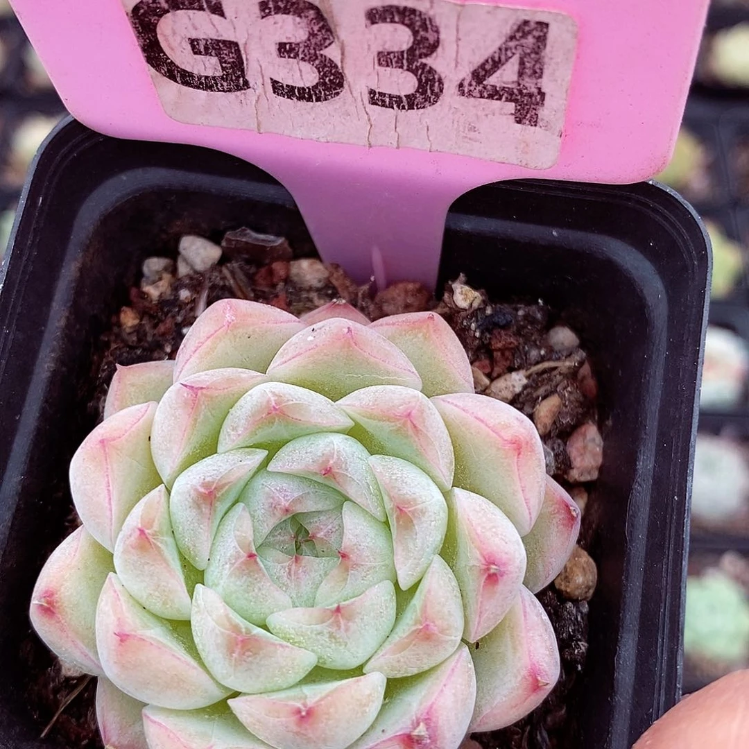 麦秆福利6cm多肉植物