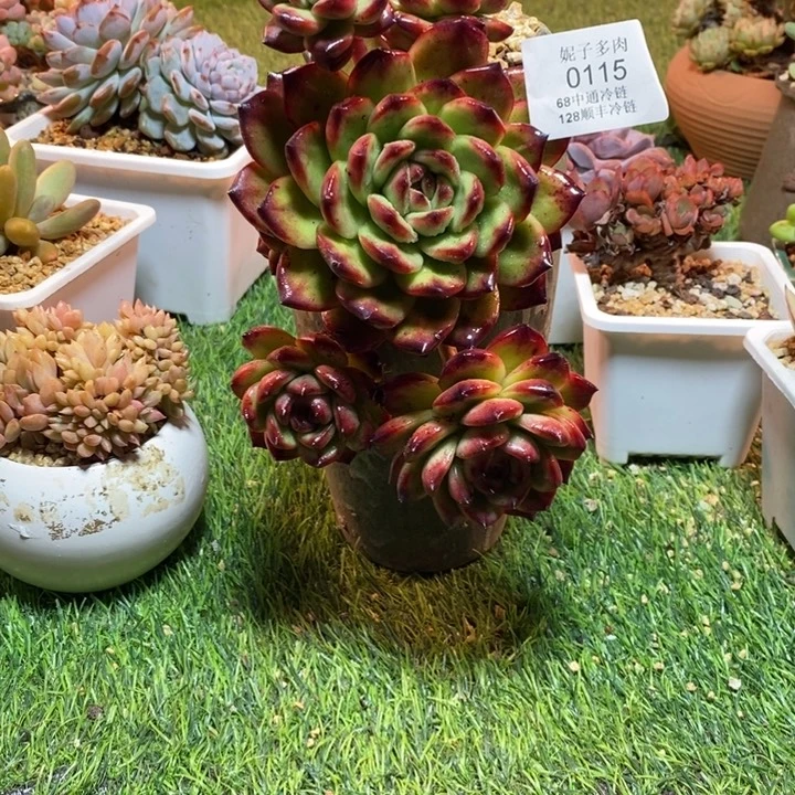 0115啊啊啊啊啊啊啊啊啊啊啊