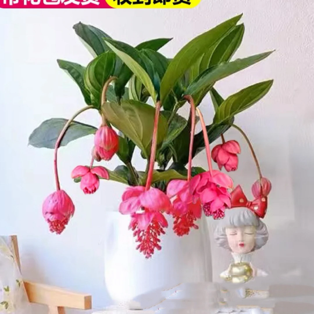 【直播间一物一拍】宝莲灯花室内花卉绿植盆栽花