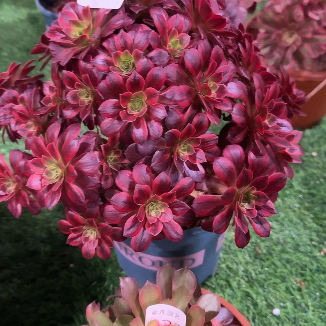 多肉植物福利组合729027