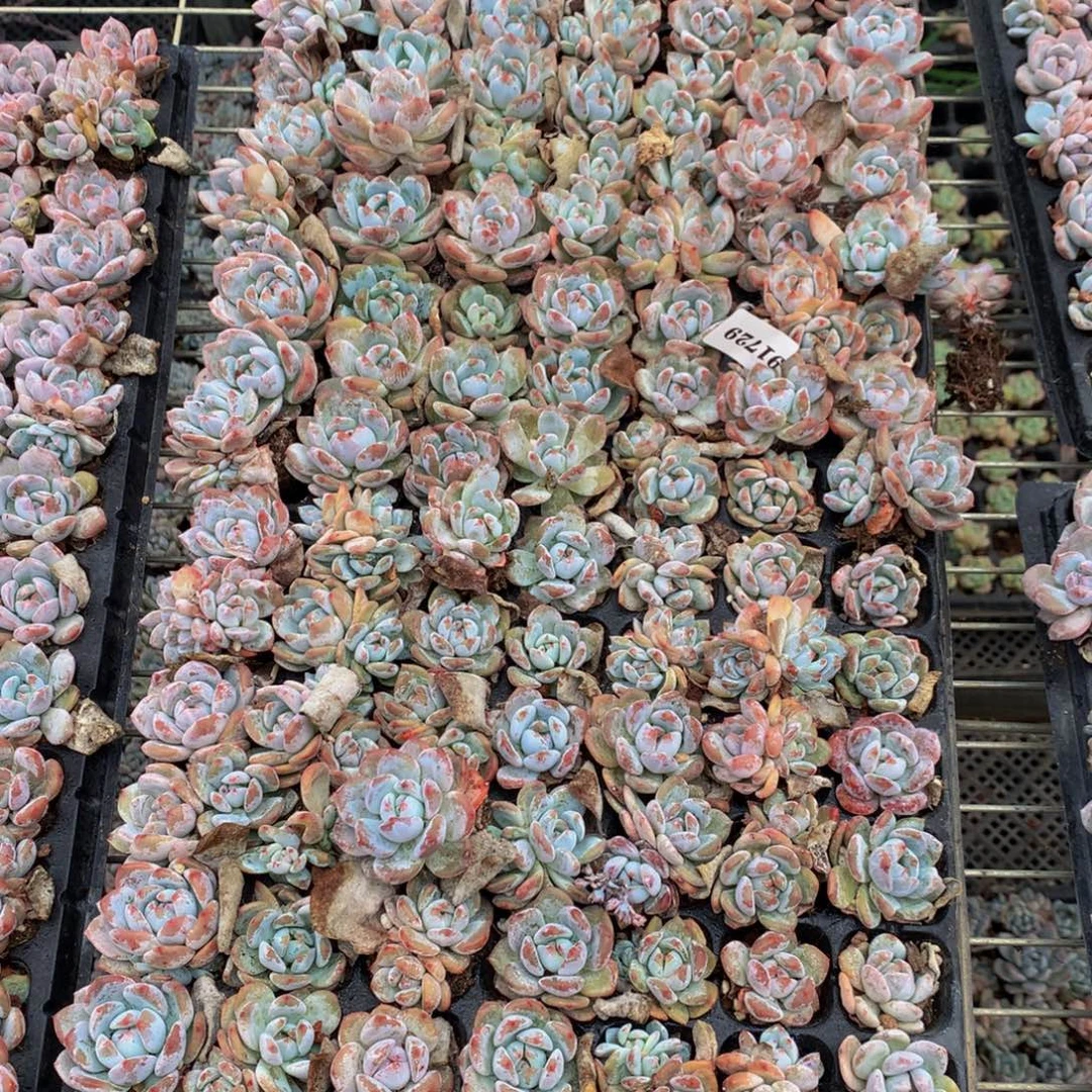 91729一整盘嗯嗯嗯嗯嗯好