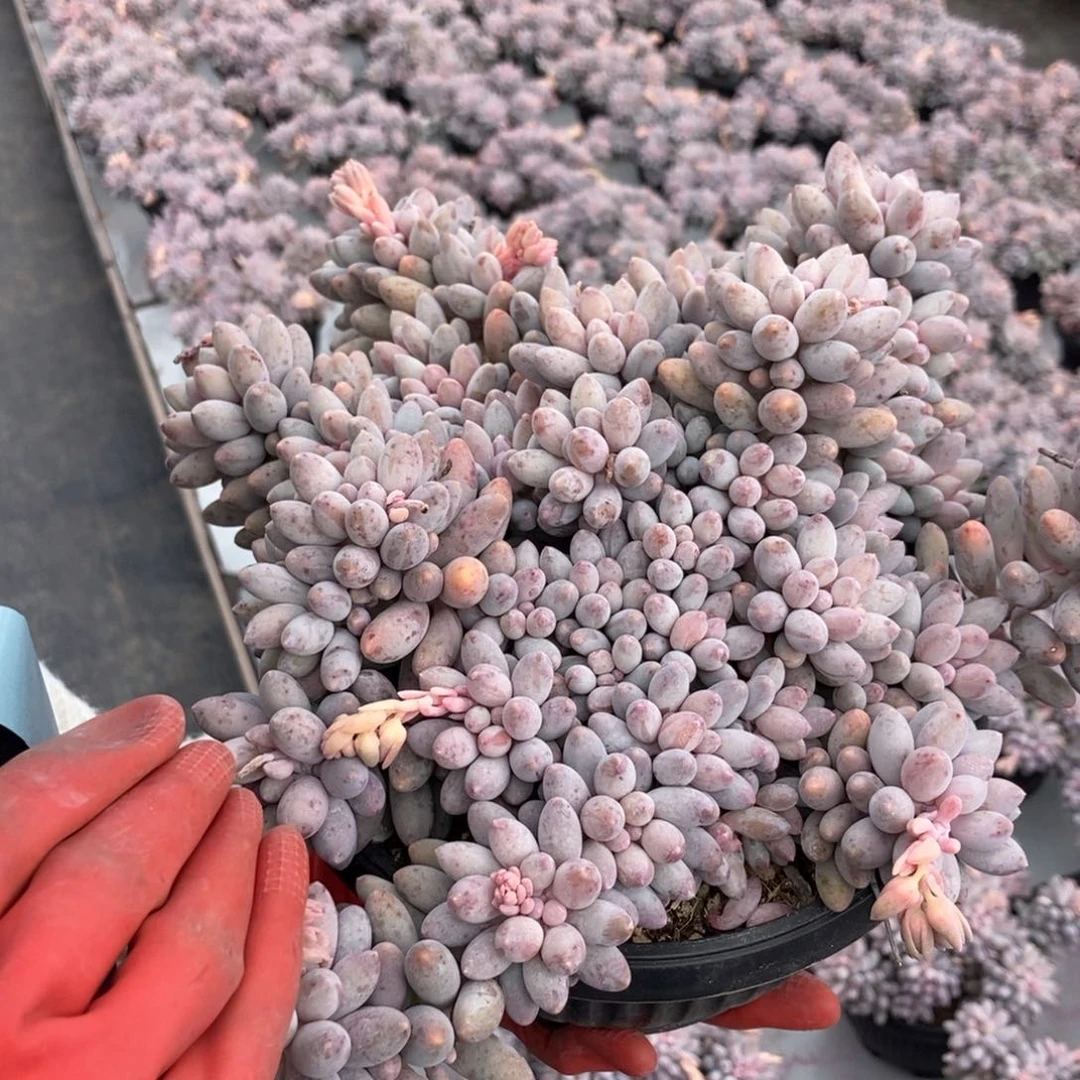 婴儿手指随机发货一颗带盆带土发货