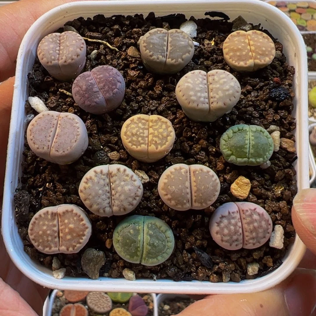 饼干13棵多肉植物带盆