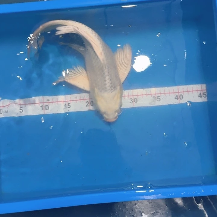 蝴蝶鲤鱼蝴蝶鲤包邮90