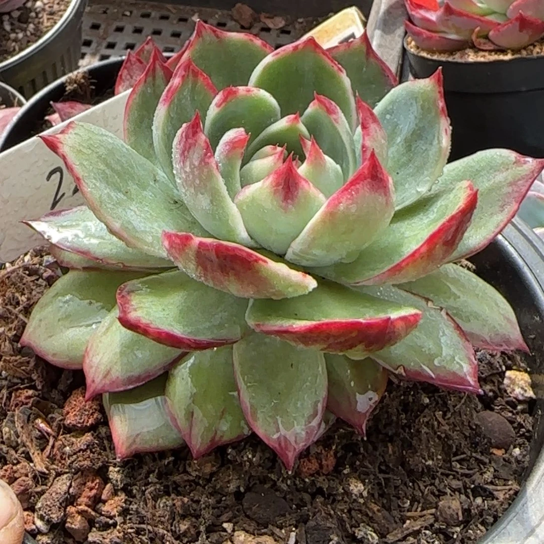 惊鸿一物一拍包装收缩花旱221