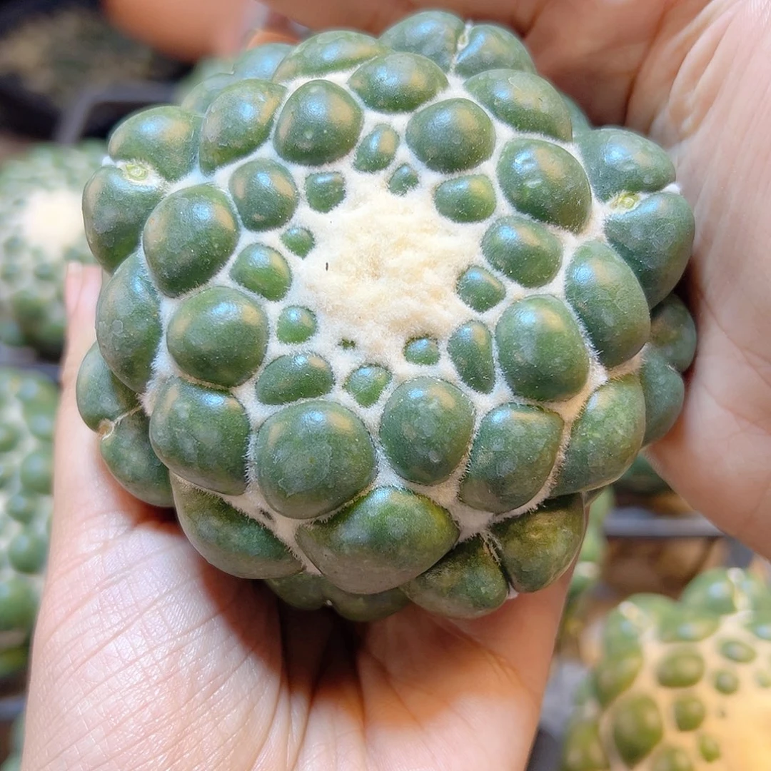 泰系蜘蛛眼无根8公分