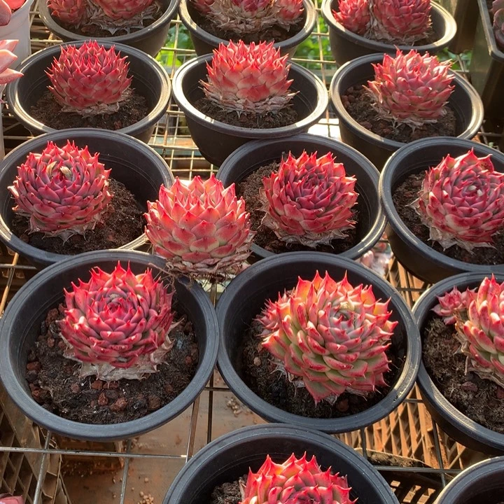 粉透体托斯卡内利多肉植物两单包邮