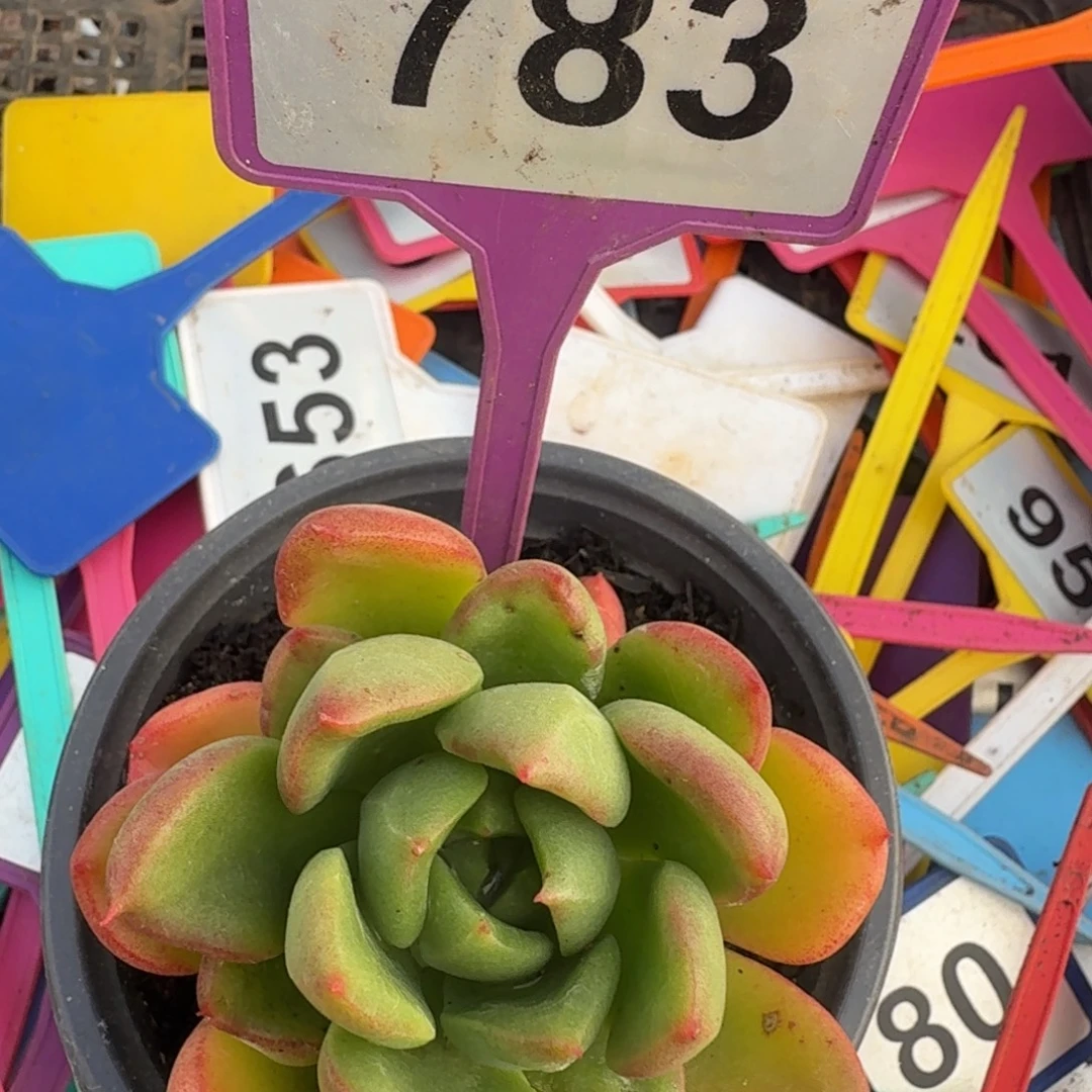 多肉植物漂亮单头783