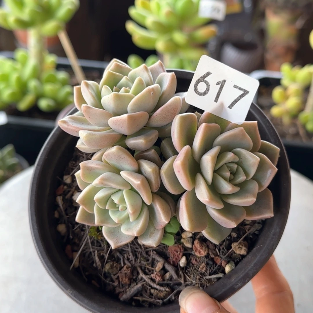 617号 一物一拍一物一拍