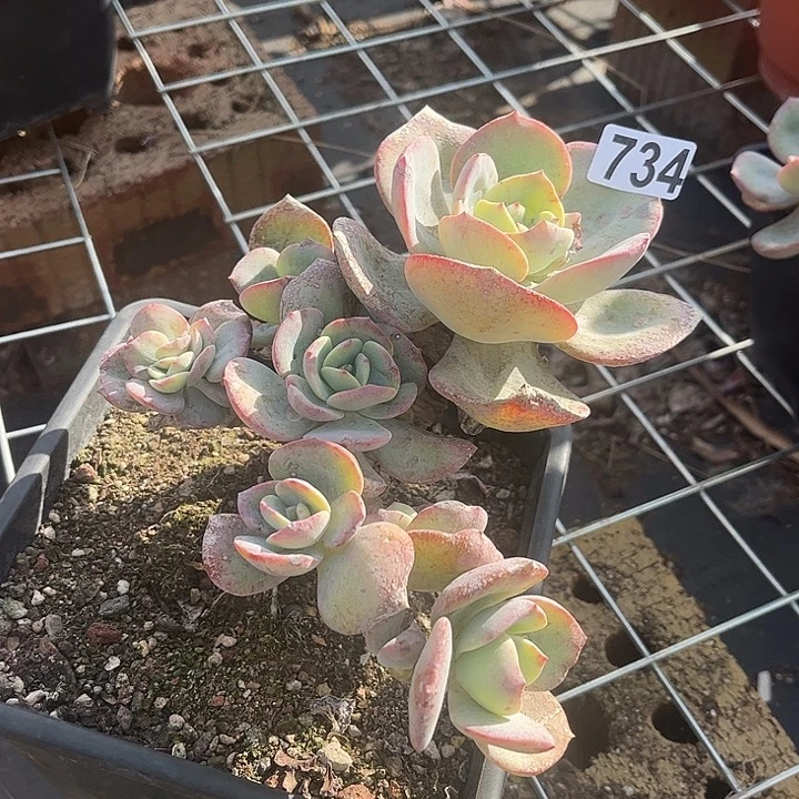 颖***凡734白凤脱土发货不退不换