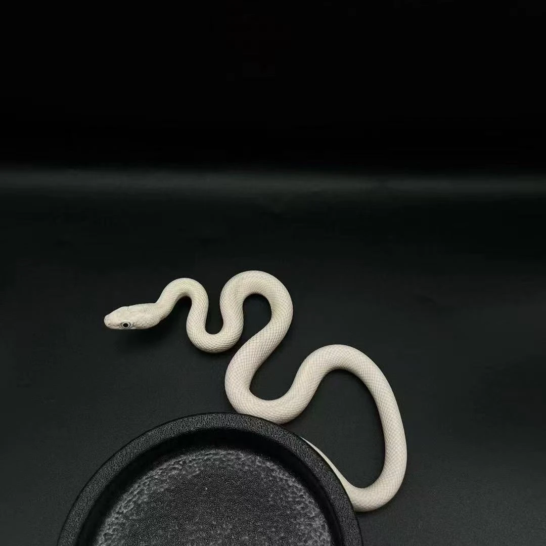 白娘娘可上手包开食包售后