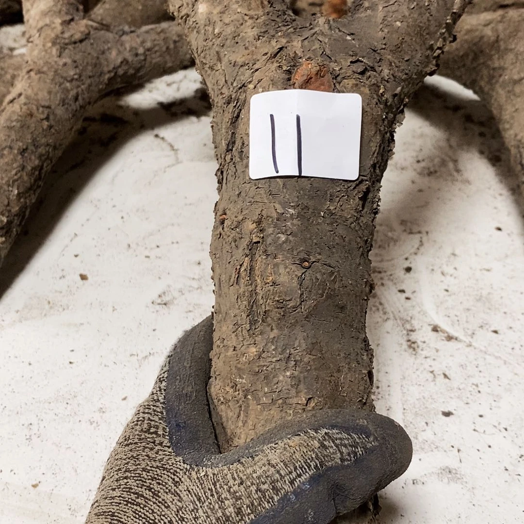 木玉****韵火琉璃……火琉璃