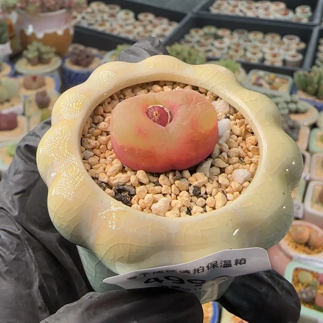 4999--一物一拍 带盆