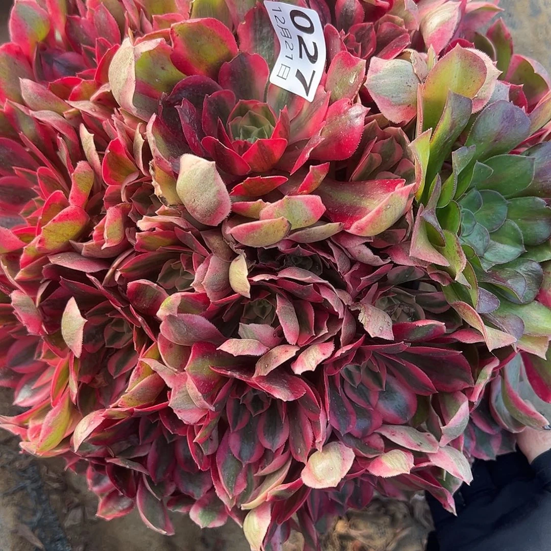 12.21-27女妖多肉