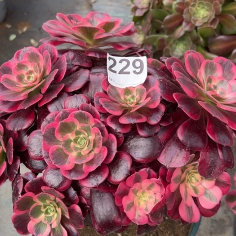 229凤冠25厘米左右