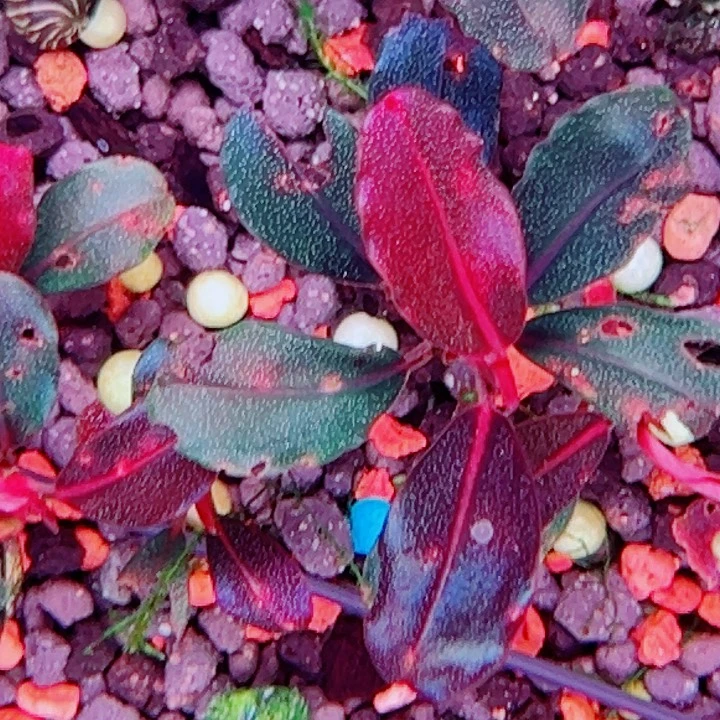 福利122号福利植物一头