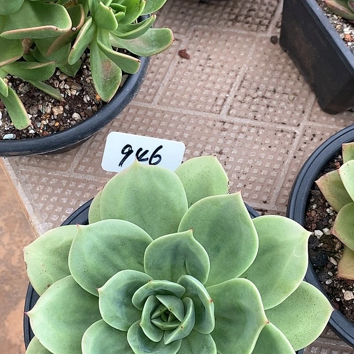 946直播福利翠鸟19
