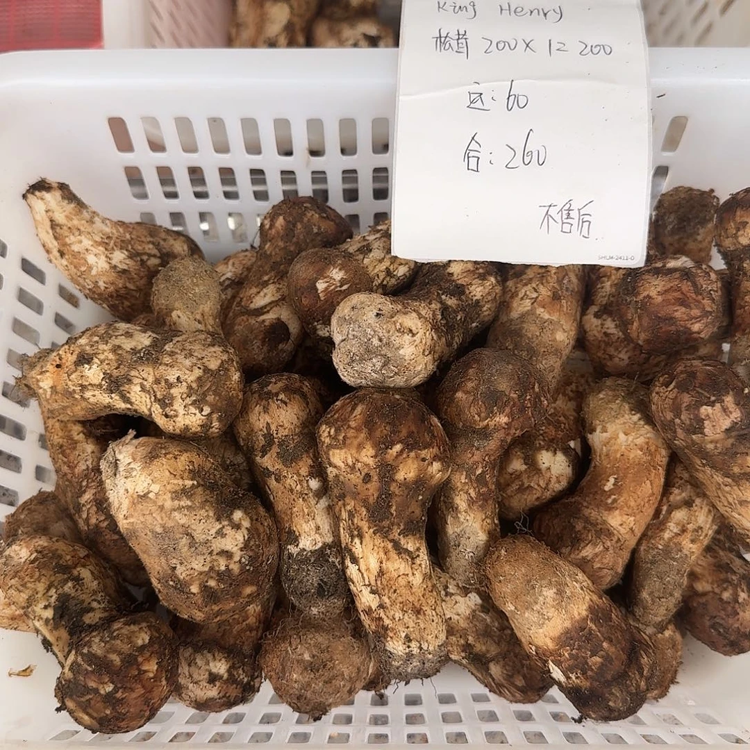 K***y青头菌中国大陆菌子