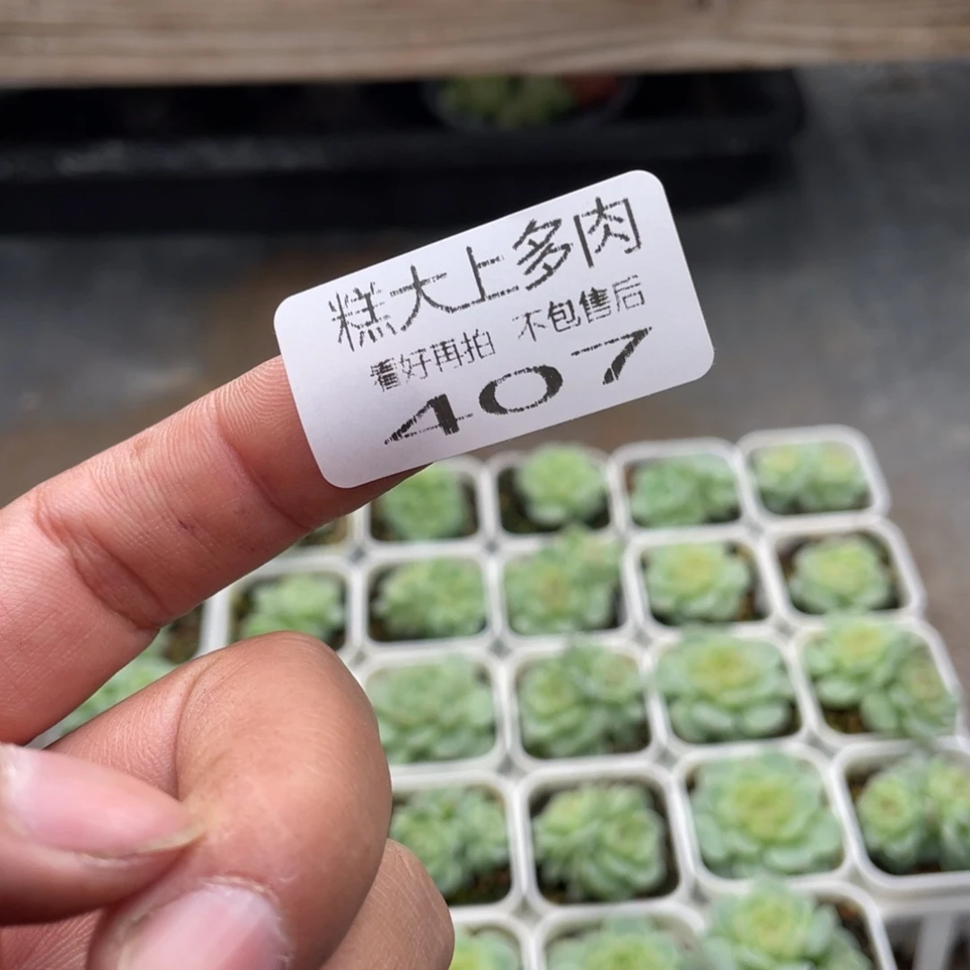寞***寞糕大上多肉植物407
