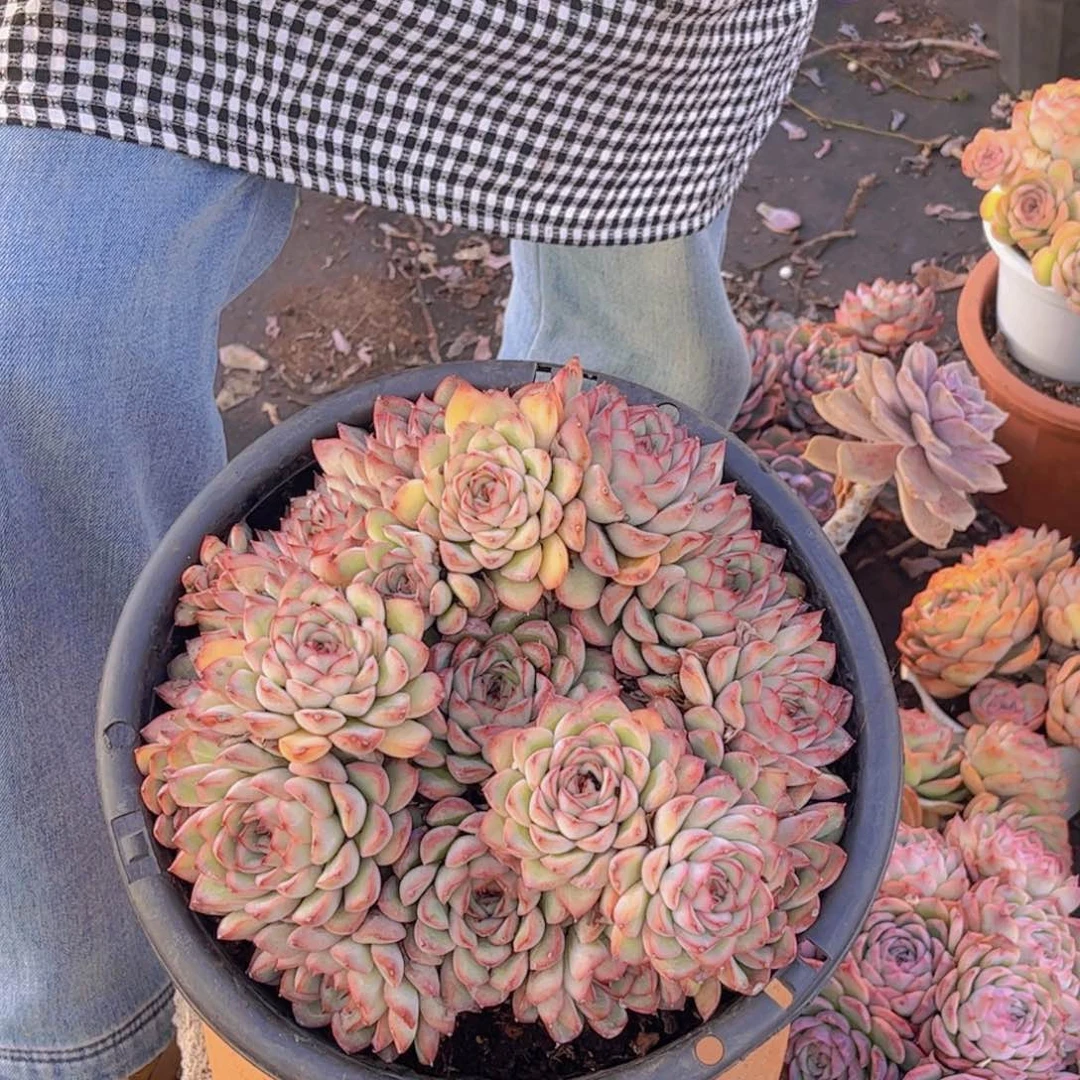 精品荷花一单包邮