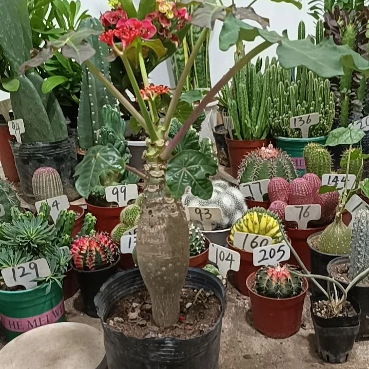 当前无花朵，栽培后可花朵佛肚海棠   29元