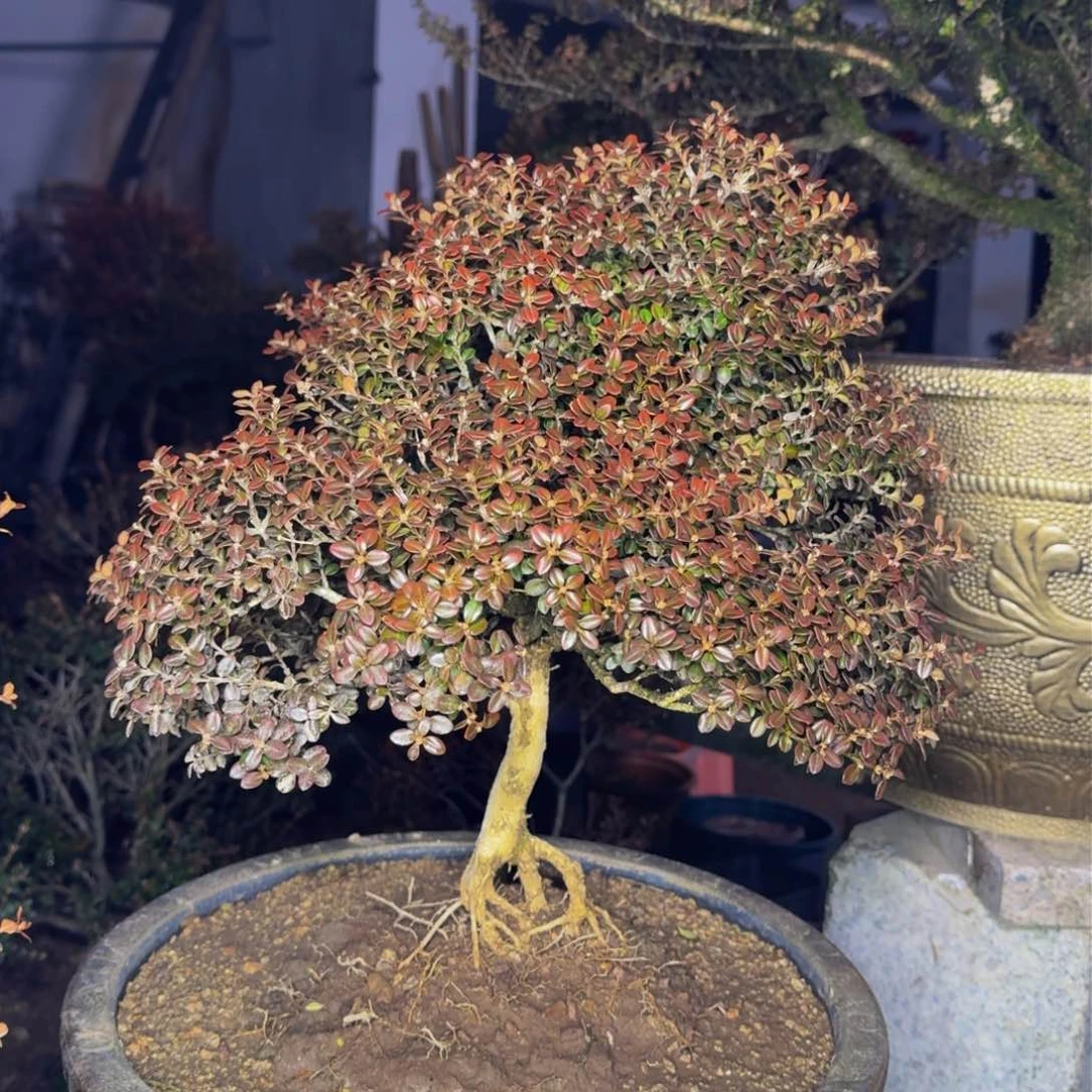 完全开放沈*华安徽珍珠黄杨