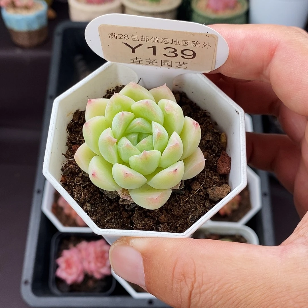 0139 白冰 单头 4cm