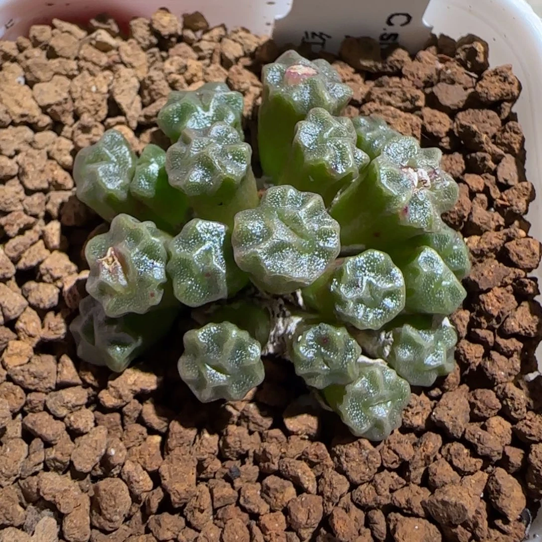 肉锥多肉植物组合-红体饺子皮母本1462