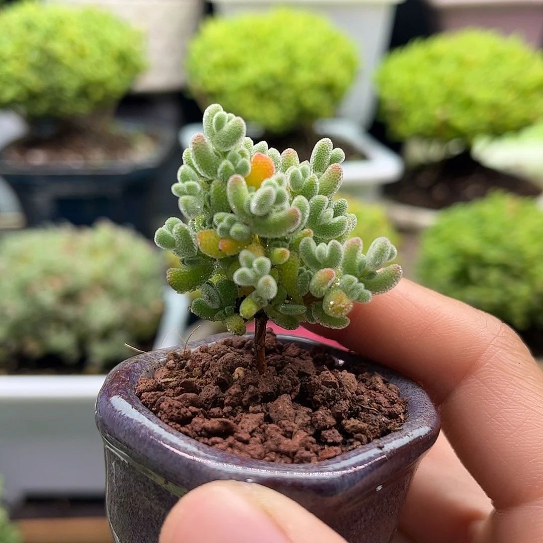 昕宝莱斯枝干番杏