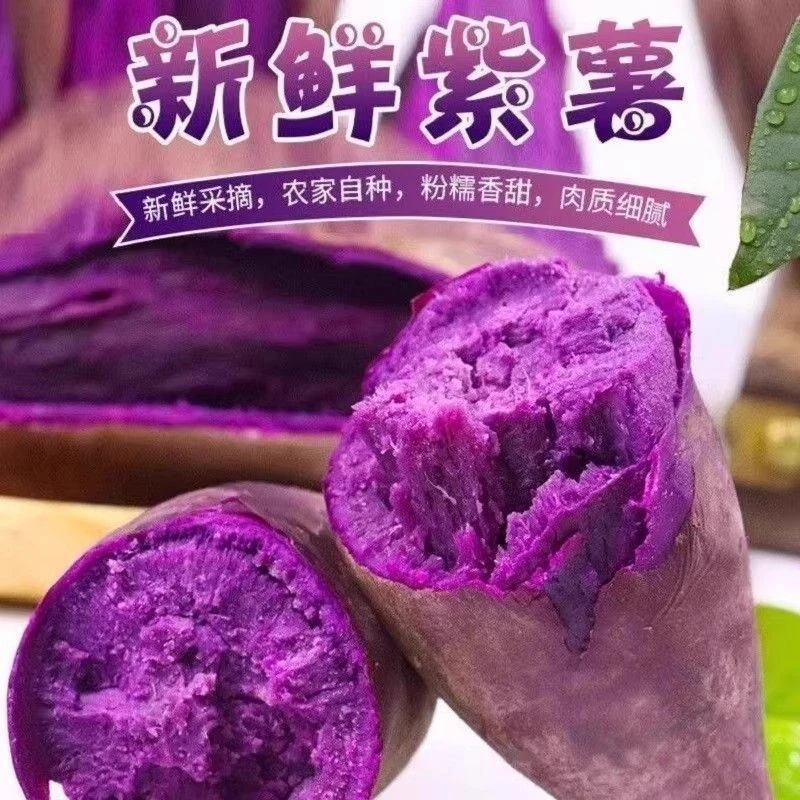 新鲜紫薯沙地现挖香甜粉糯坏果包赔产地直发G