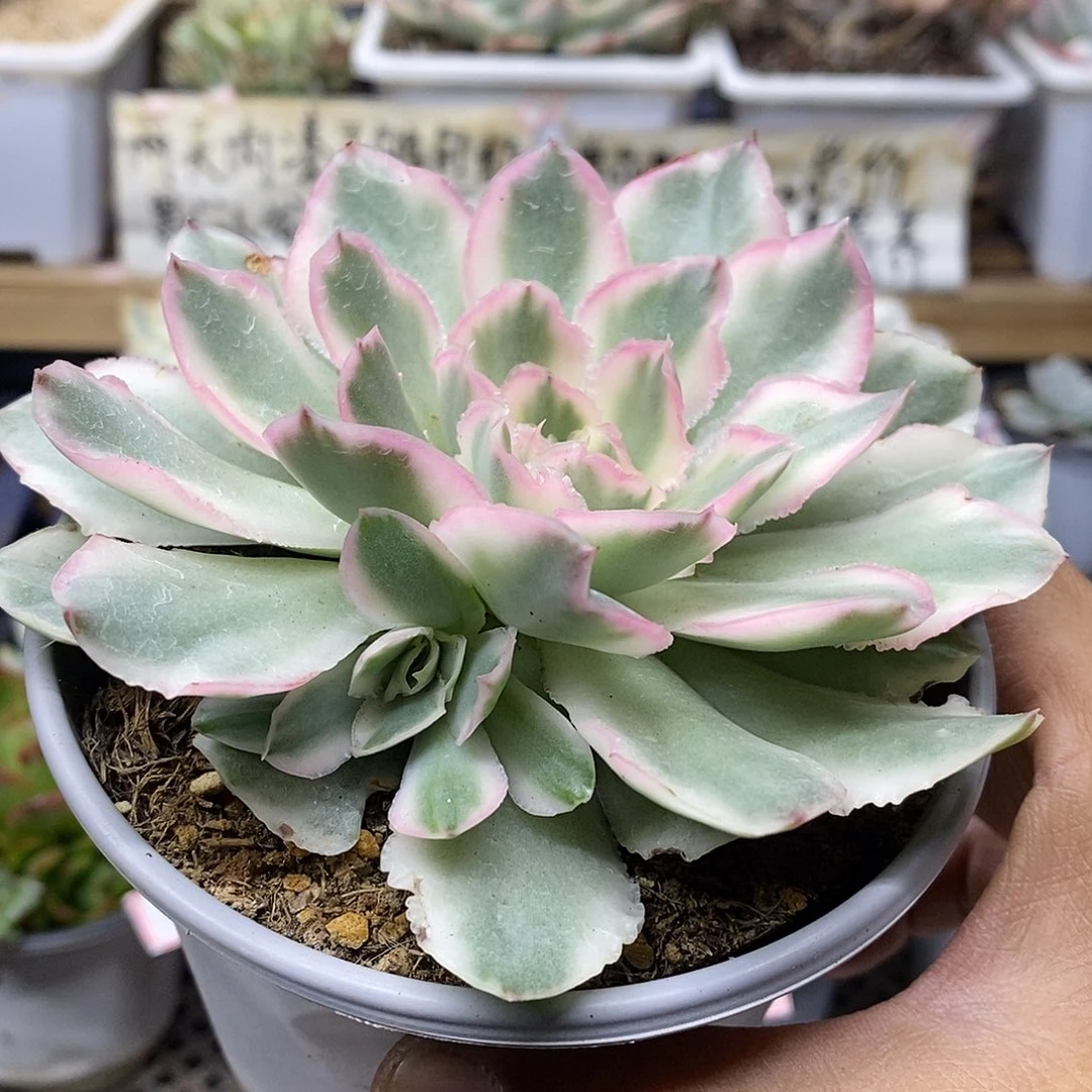 等*0259 紫蝴蝶锦带崽