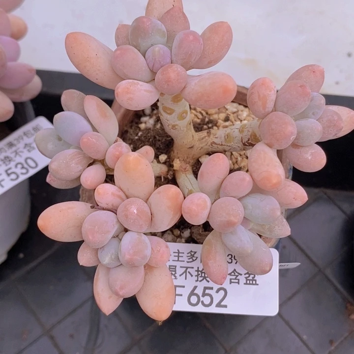 黄金手指奶老桩652多肉