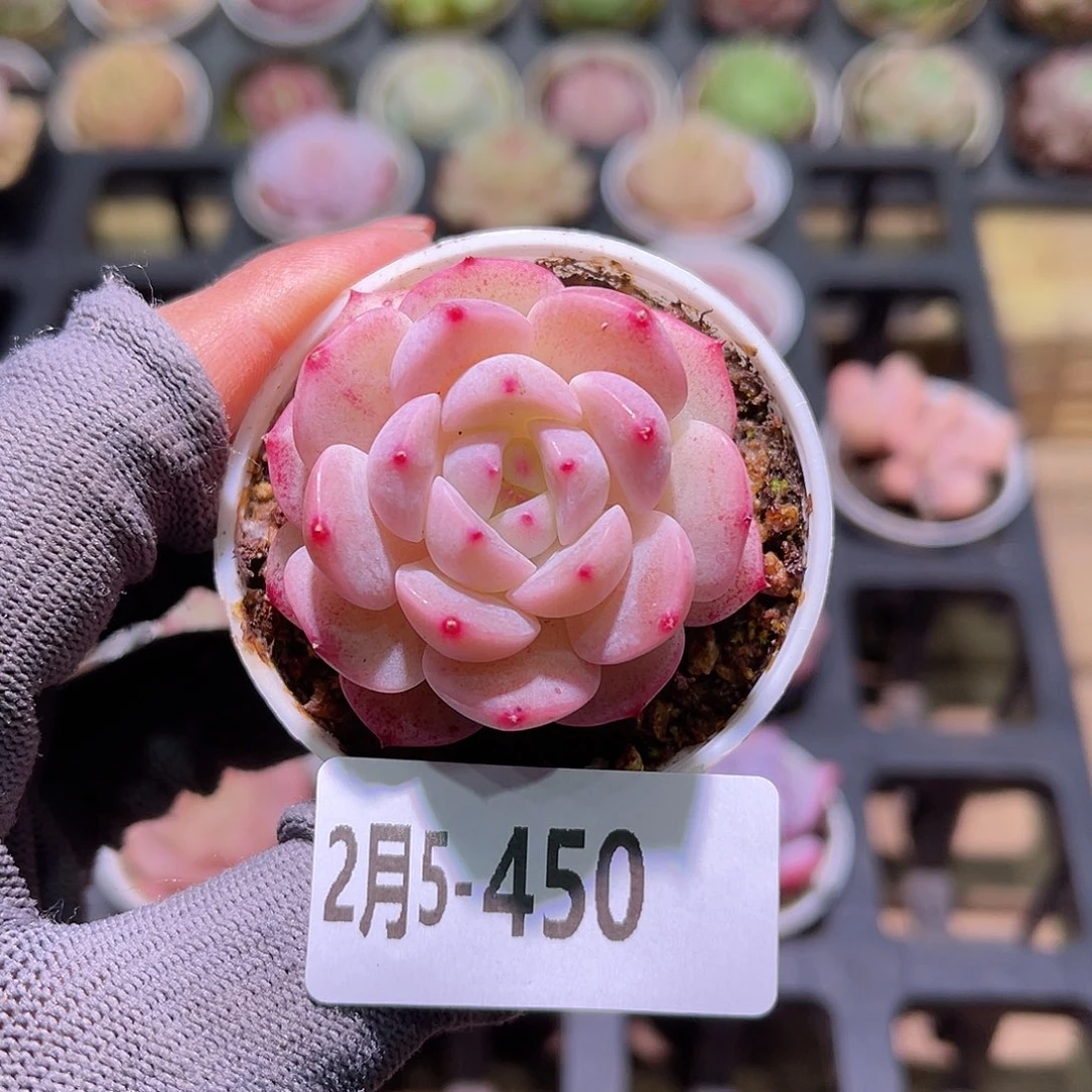 花05-450新品单头