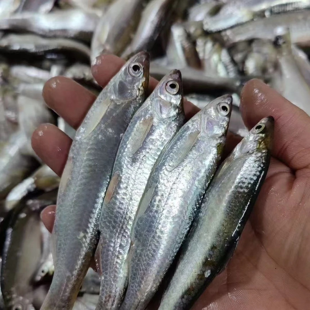 顺丰包邮小白条鱼新鲜刁子鱼餐条新鲜小鱼冷冻小鱼批发食用