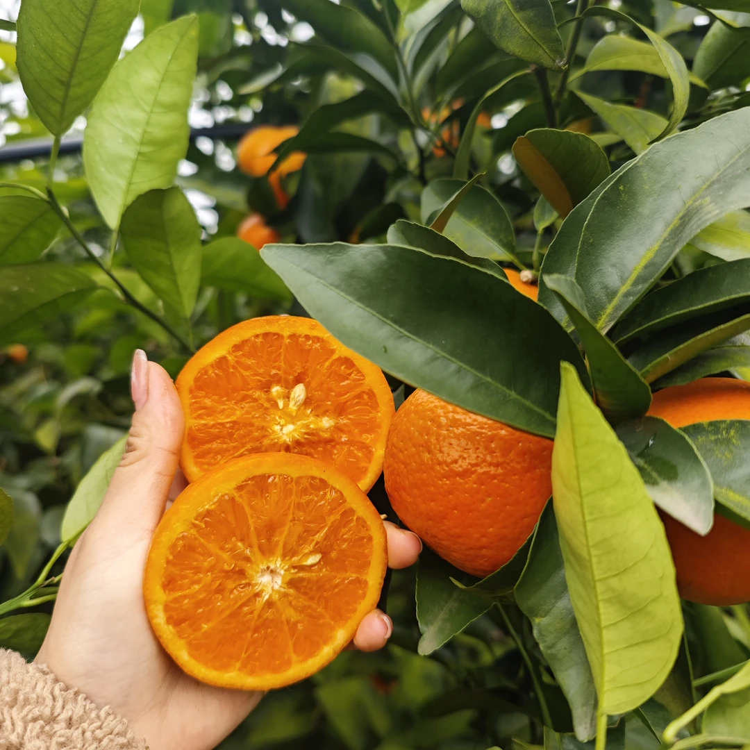 新鲜沃柑现采现发皮薄肉厚不干水