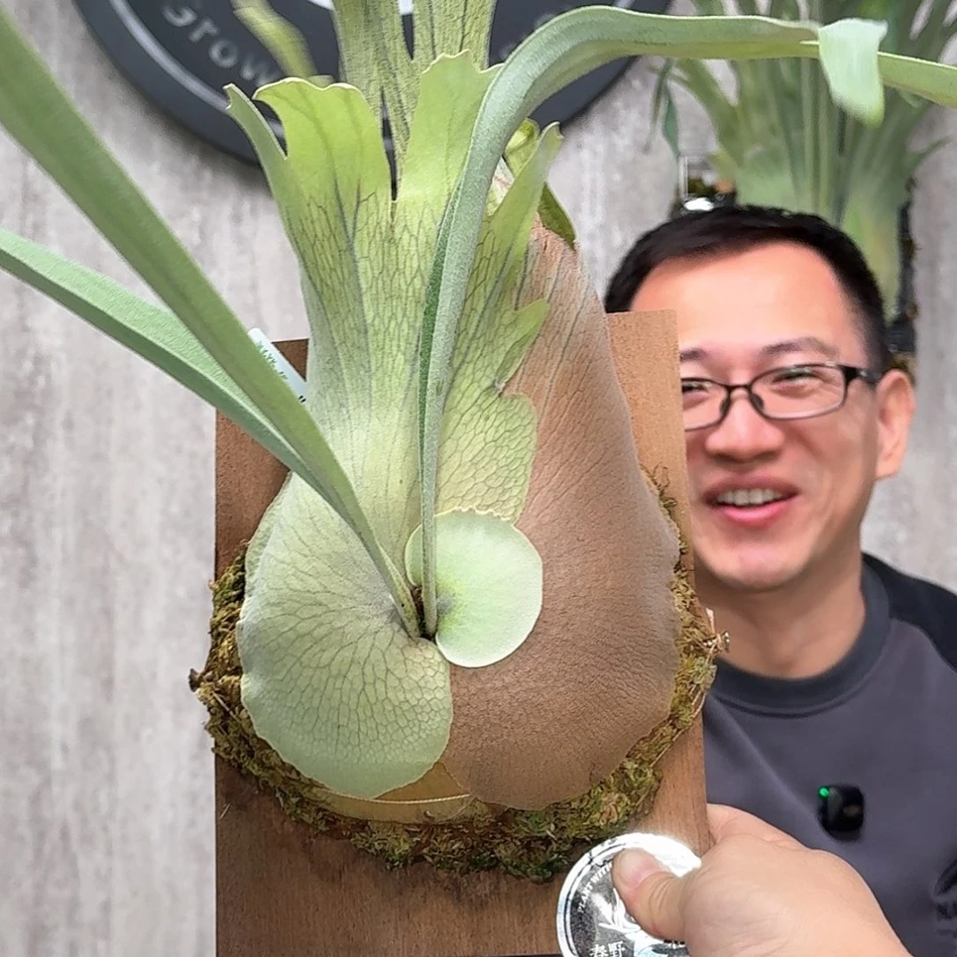 不开花植物北猴鹿角蕨鹿角蕨