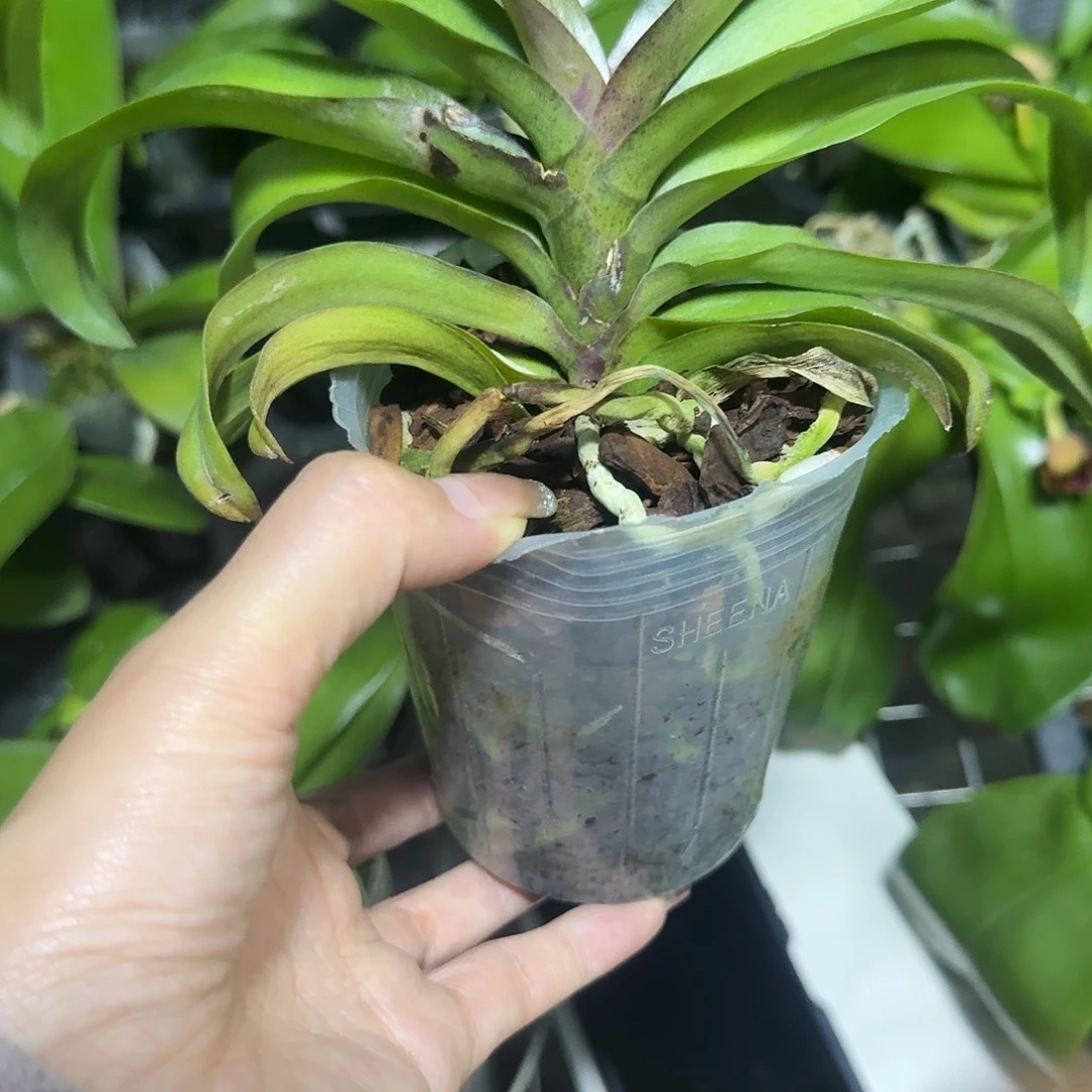 当前无花栽培后可以开花砂糖橘3.0苗有干疤