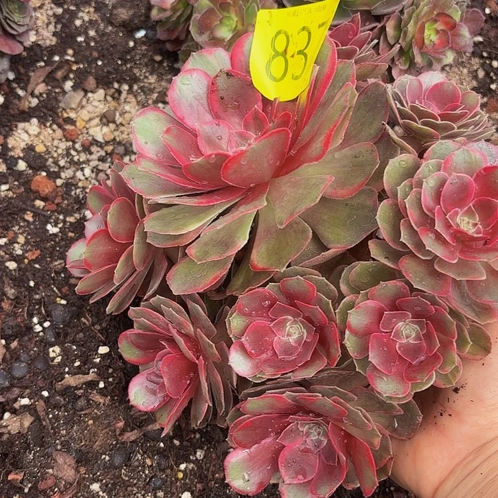 多肉植物福利837个