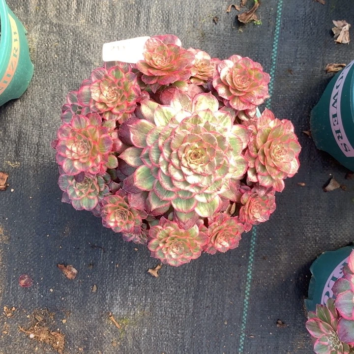 211莲花座多肉植物